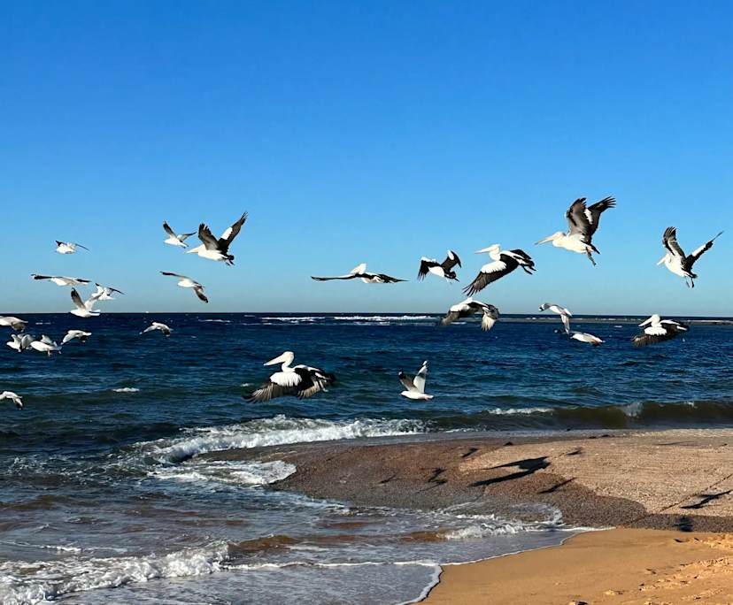 Lulu (30), $600, Have children, Non-smoker, and No pets