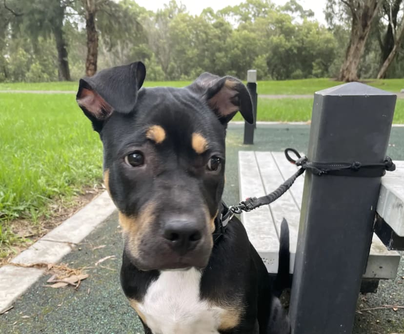 Carolina (24), $250, Non-smoker, Have pets, No children, and LGBTQIA+