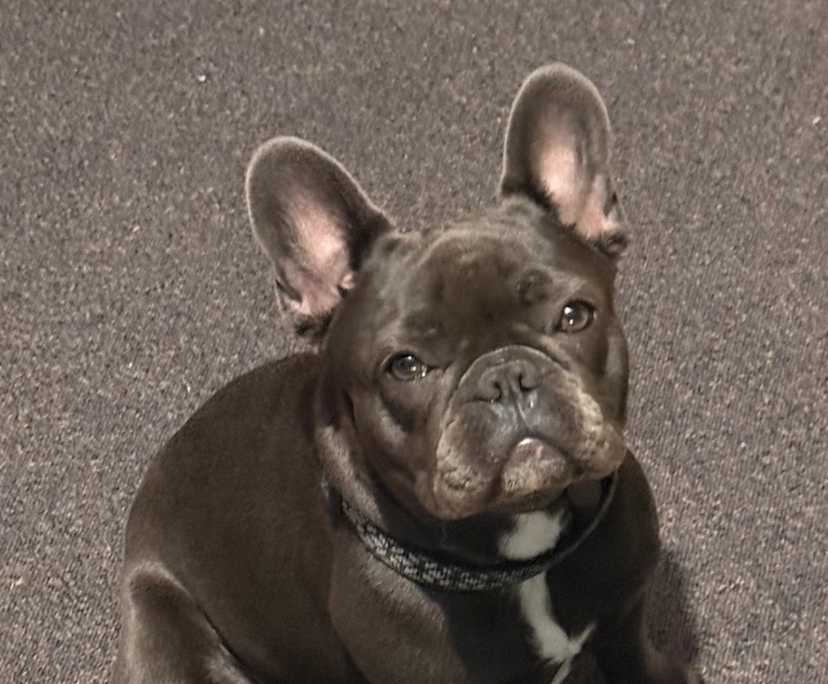 Melani (57), $250, Have pets, Smoker, and No children