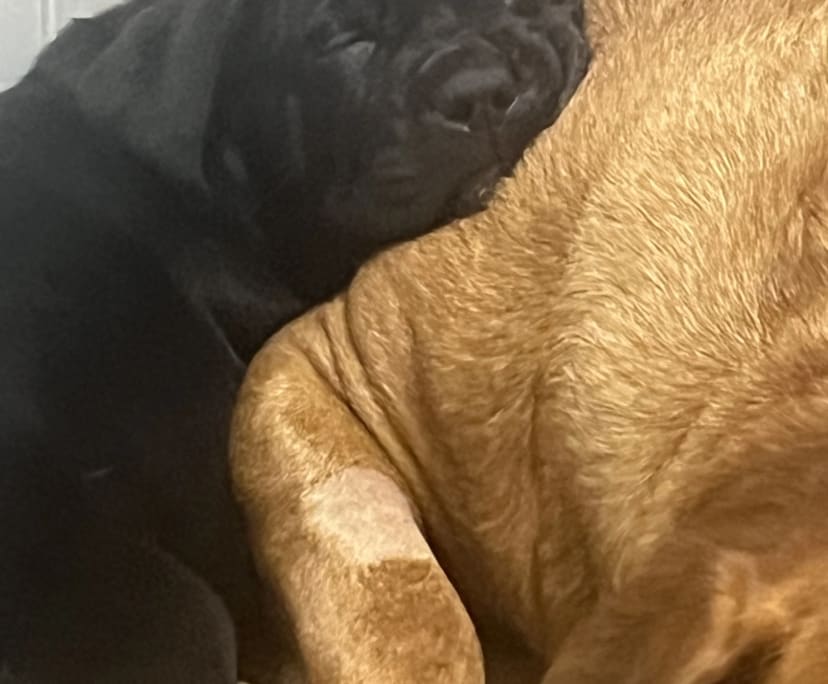 Keely Rae (32), $500, Non-smoker, Have pets, and No children