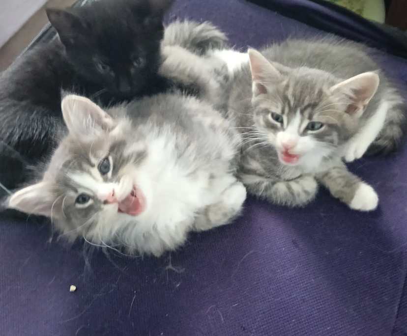 Catherine (41), $400, Have pets, Smoker, and No children