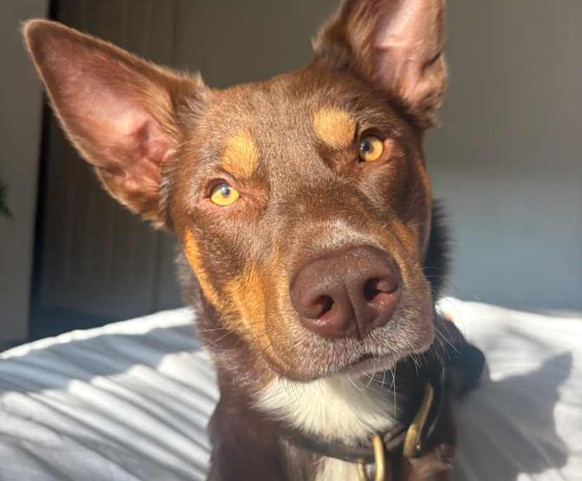 Tess