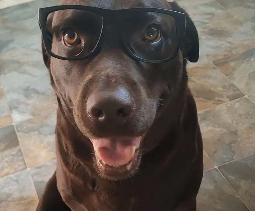 Ange (42), $300, Non-smoker, Have pets, and No children