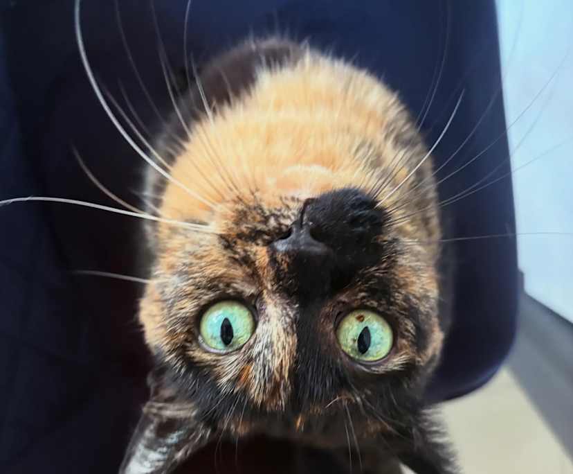 olivia mcleod (19), $365, Smoker, Have pets, and No children