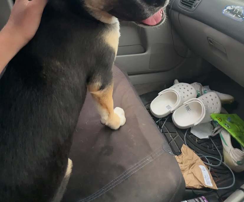 Zack (18) and Melika (18), $600, Non-smoker, Have pets, and No children