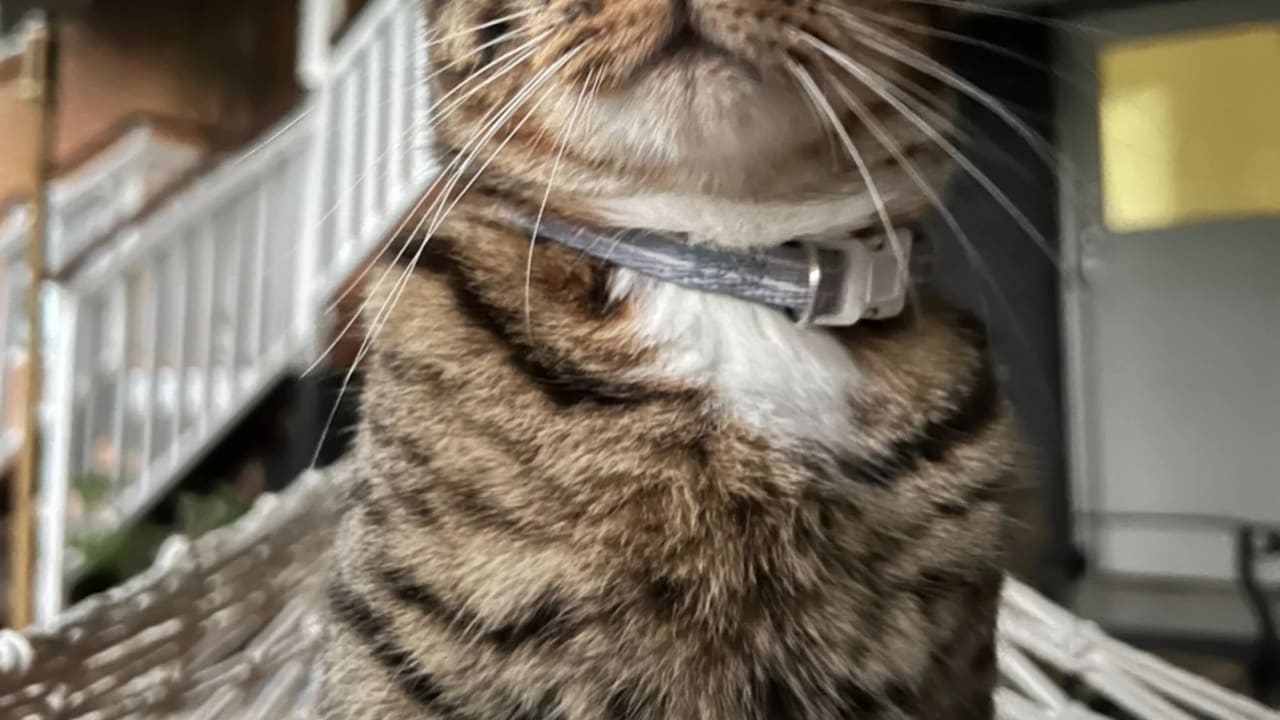 Abbi