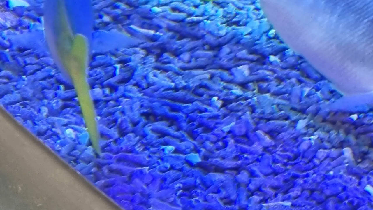 Maluoaiga Makelani & Elizabeth Wulf