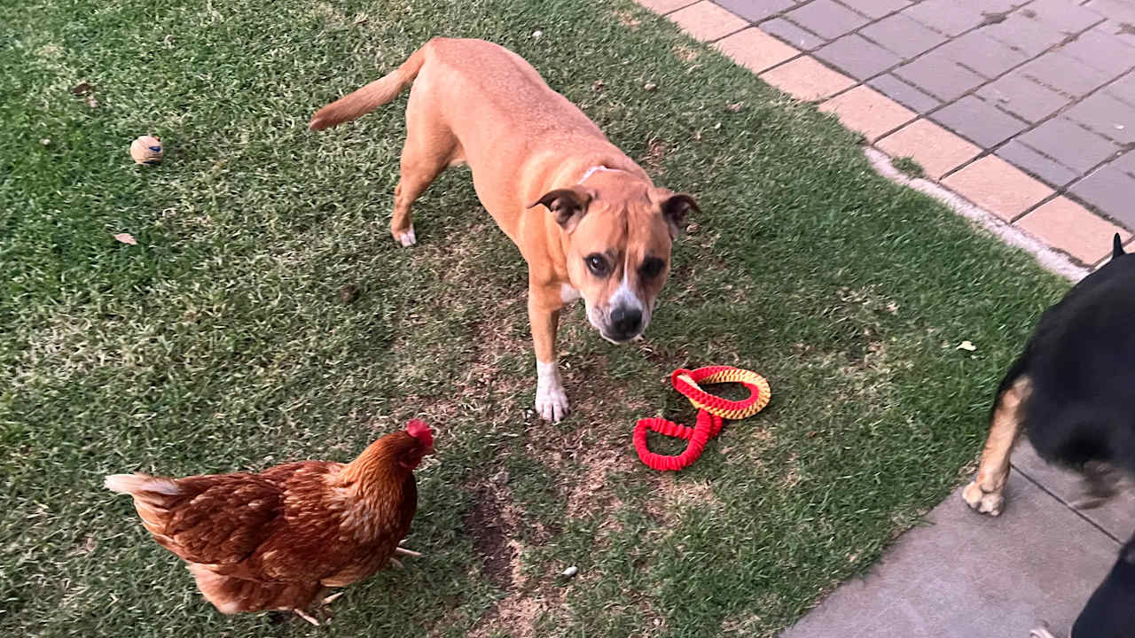 Nadia