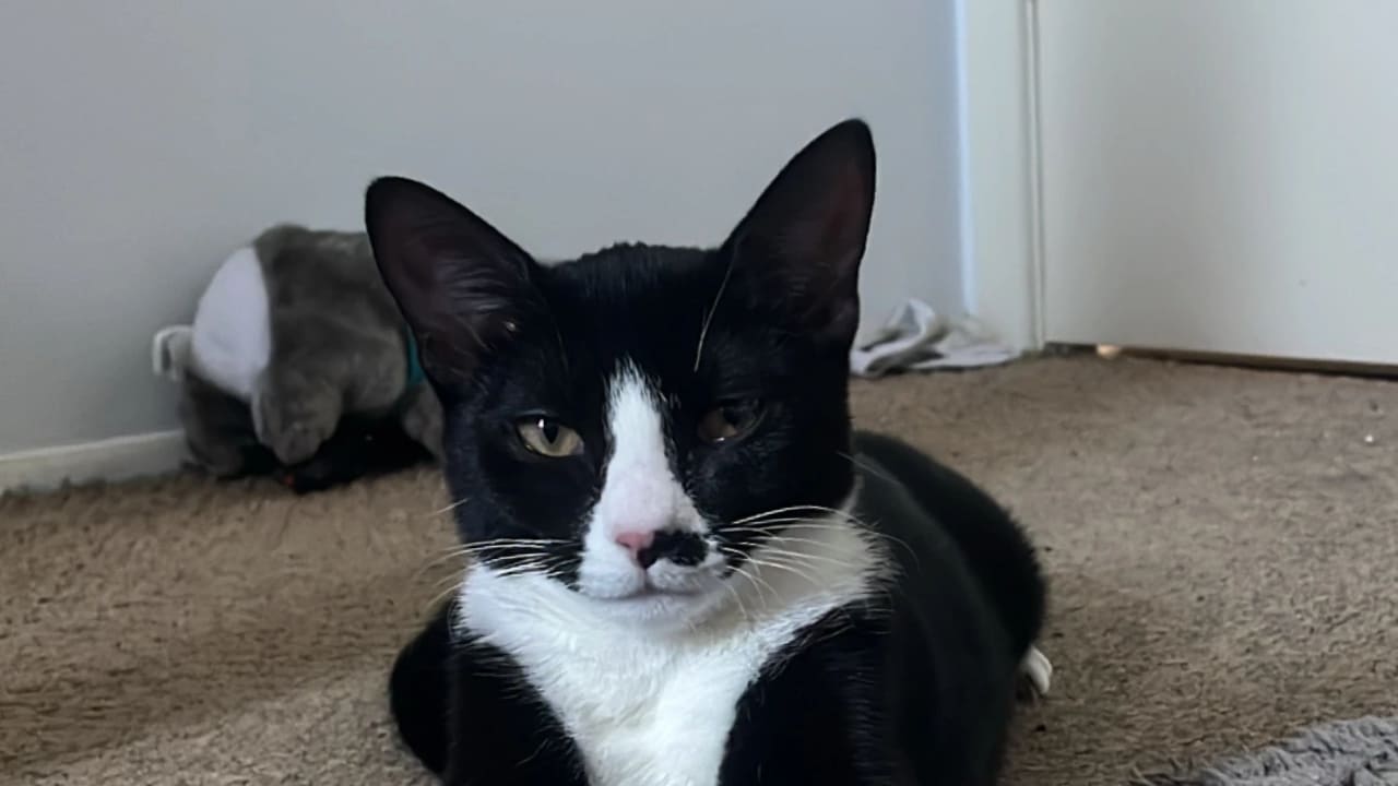 Levi
