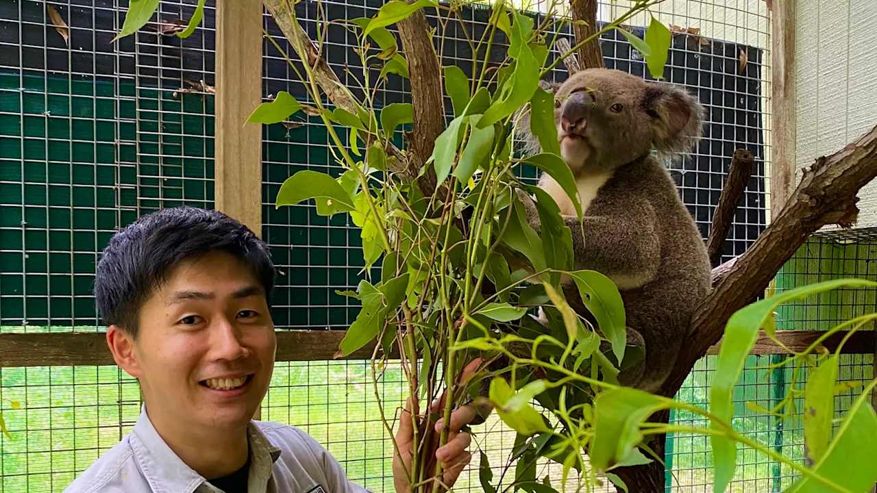Tomoki