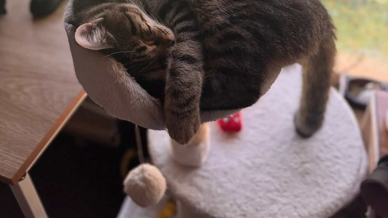 Dylan