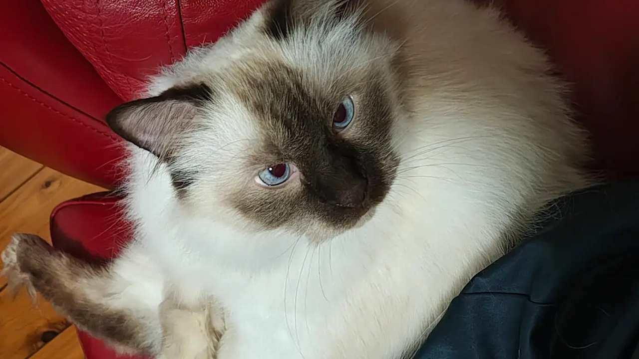 Kirra