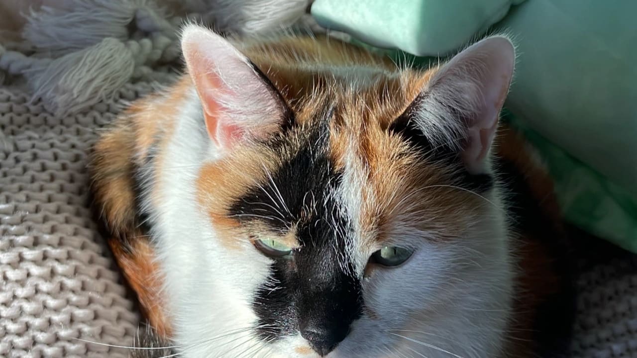 Chloe