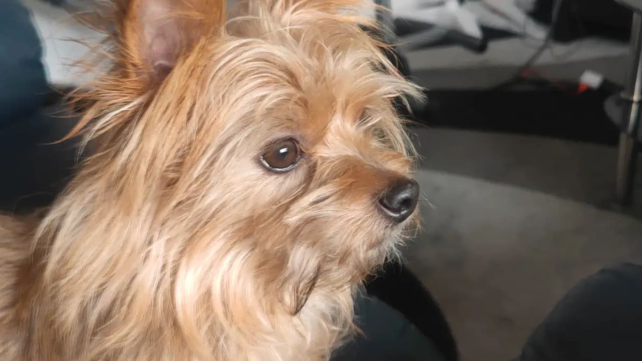 Victor