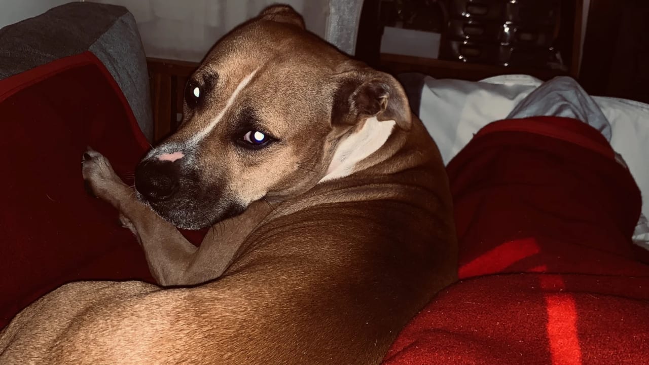 Kobi