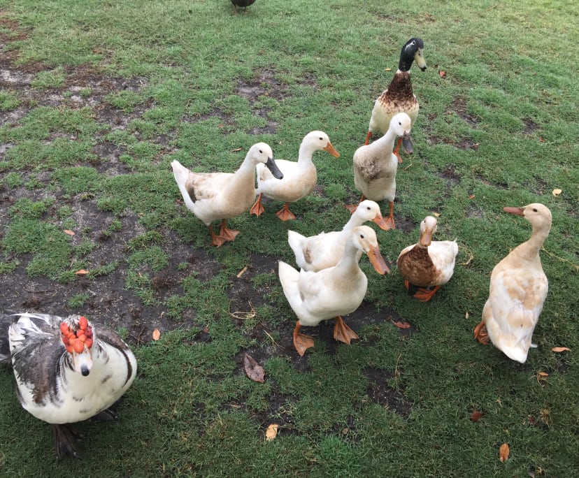 $170, Share-house, 4 bathrooms, Sippy Downs QLD 4556