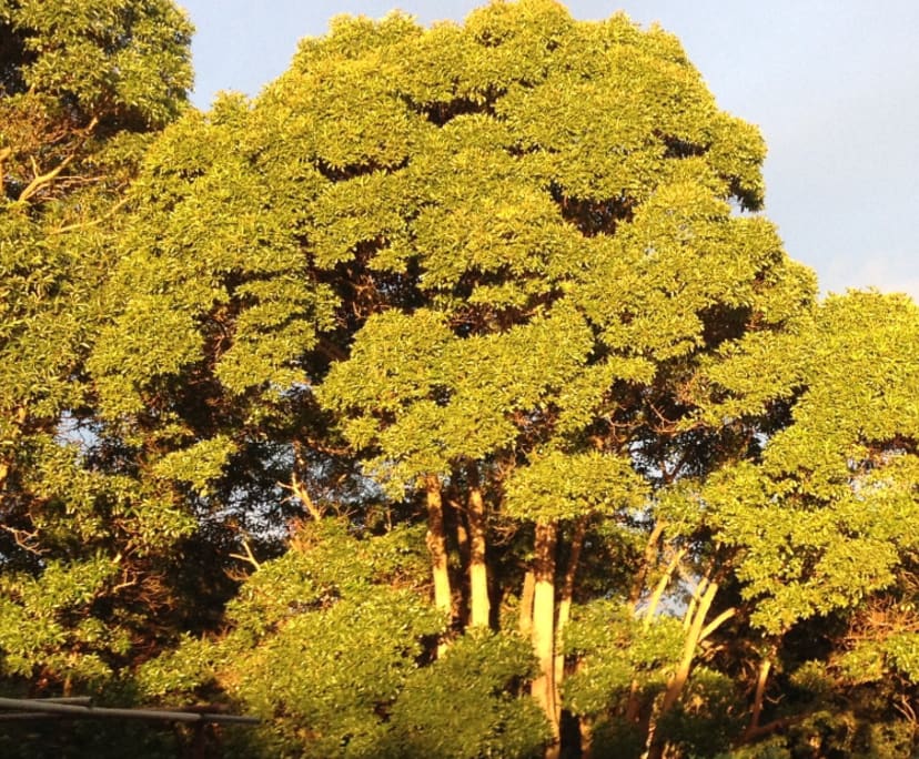 $330, Share-house, 3 bathrooms, Dulwich Hill NSW 2203