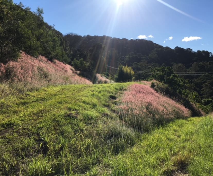 $275, Share-house, 4 bathrooms, Mullumbimby NSW 2482