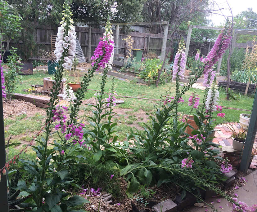 $250-300, Share-house, 2 rooms, Maffra VIC 3860, Maffra VIC 3860