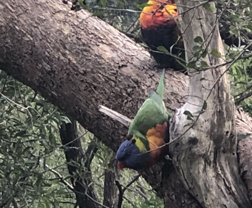 $335, Flatshare, 1 bathroom, Frankston VIC 3199