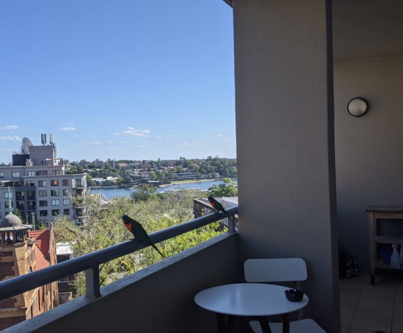 $530, Flatshare, 3 bathrooms, Pyrmont NSW 2009
