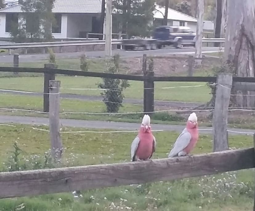 $350, Share-house, 4 bathrooms, Tallai QLD 4213