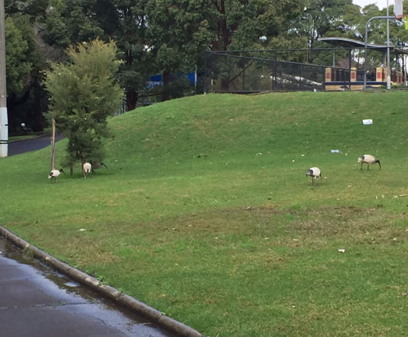 $330, Share-house, 3 bathrooms, Dulwich Hill NSW 2203