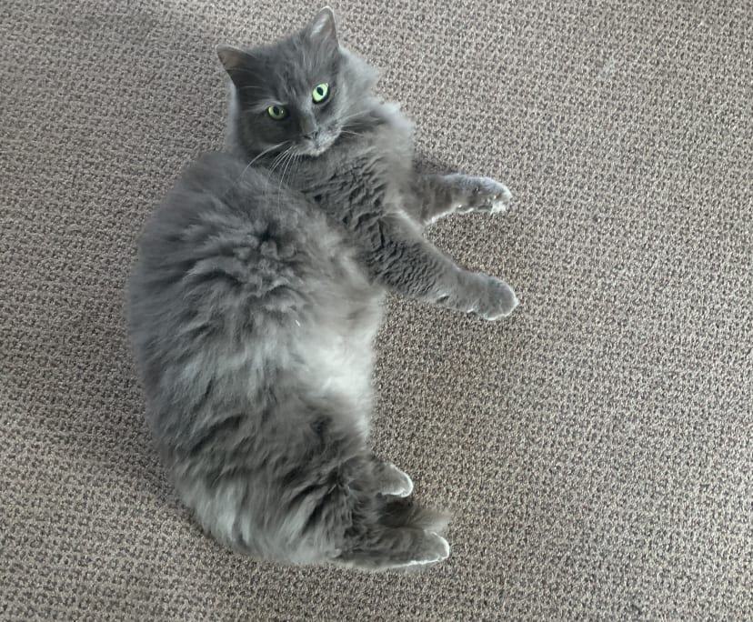 $142, Share-house, 4 bathrooms, Moorabbin VIC 3189