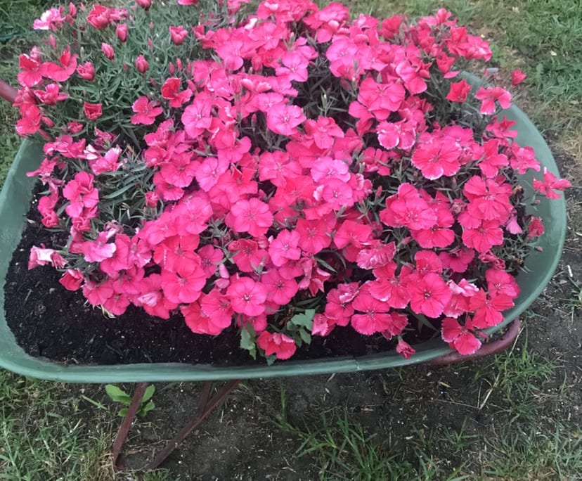 $320, Share-house, 4 bathrooms, Granville NSW 2142