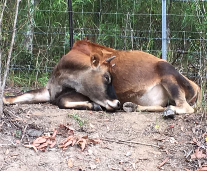 $175-225, Share-house, 2 rooms, Clothiers Creek NSW 2484, Clothiers Creek NSW 2484