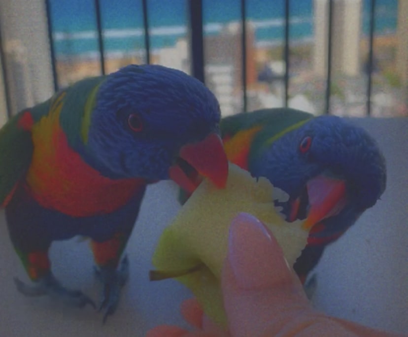 $600, Flatshare, 2 bathrooms, Surfers Paradise QLD 4217