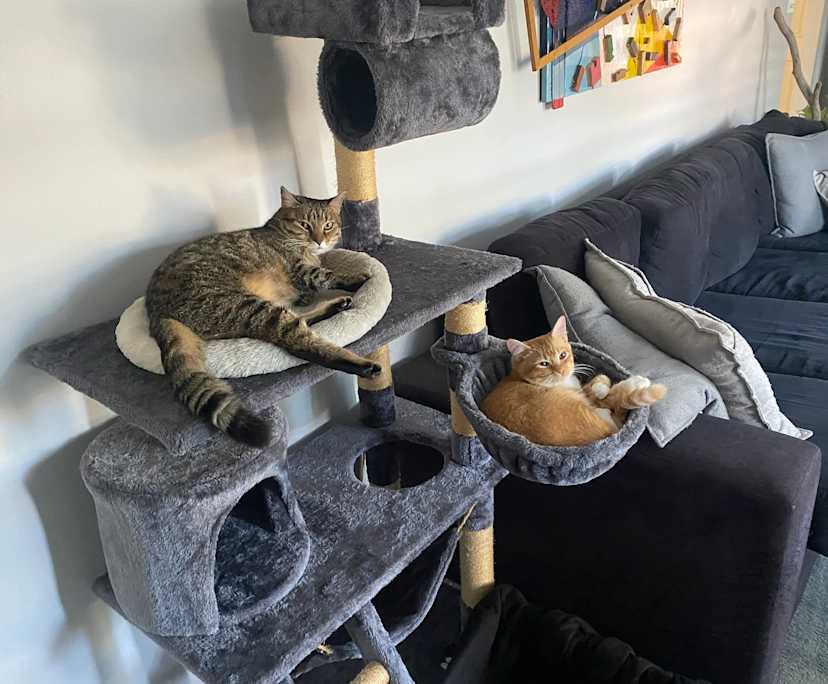 $280, Share-house, 3 bathrooms, Adamstown NSW 2289