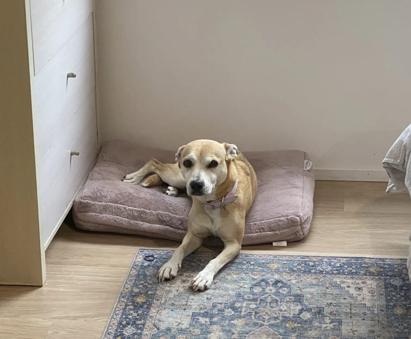 $260, Share-house, 3 bathrooms, Bli Bli QLD 4560