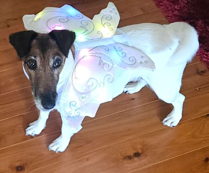 $300, Share-house, 4 bathrooms, Coochiemudlo Island QLD 4184