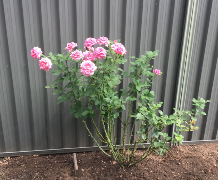 $260, Share-house, 5 bathrooms, Marsden Park NSW 2765