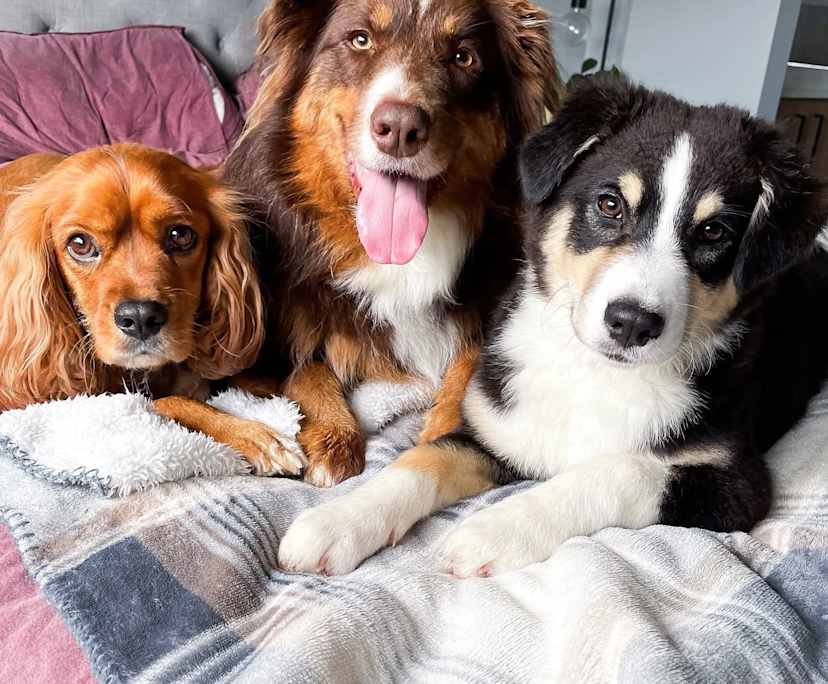 $320, Share-house, 3 bathrooms, Palmview QLD 4553