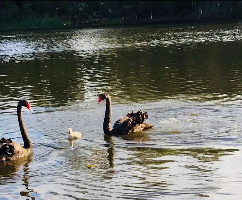 $400, Share-house, 4 bathrooms, Maroochydore QLD 4558