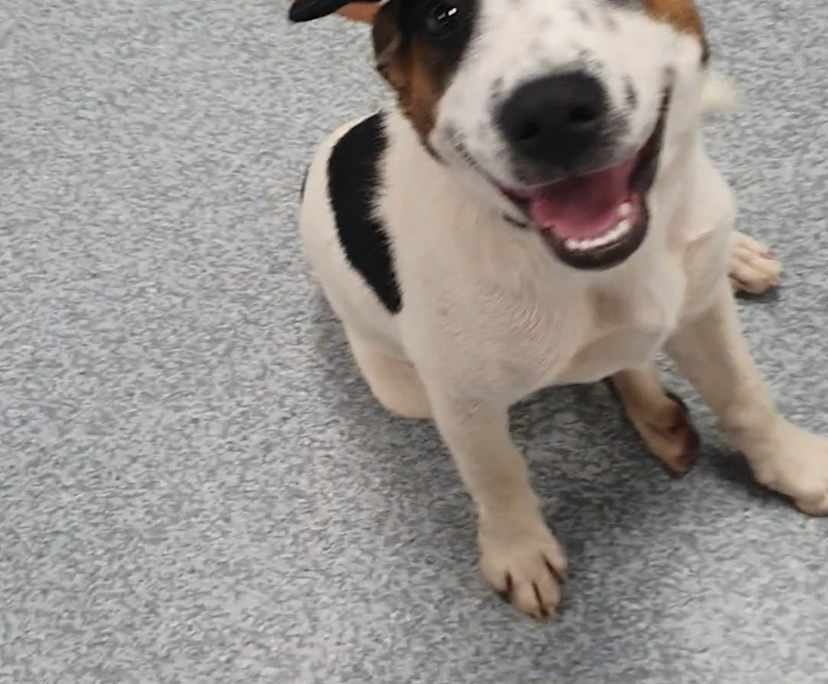 $250, Share-house, 3 bathrooms, Ripley QLD 4306