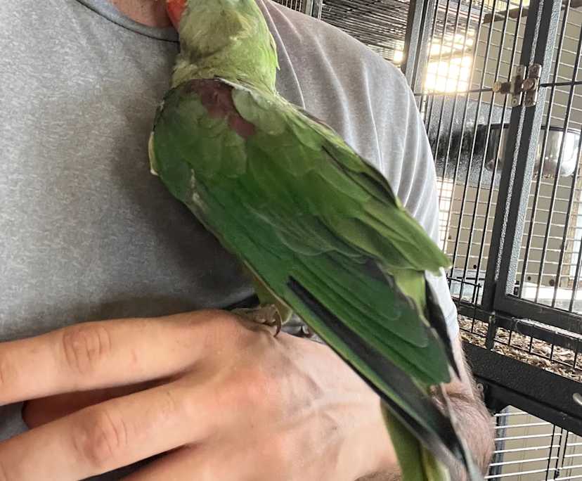 $275, Share-house, 4 bathrooms, Shalvey NSW 2770