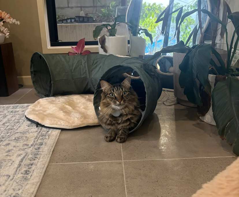 $360, Share-house, 3 bathrooms, Camp Hill QLD 4152