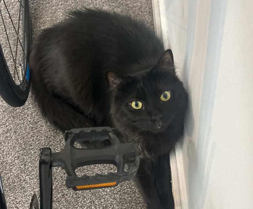 $250, Share-house, 3 bathrooms, Forest Lake QLD 4078