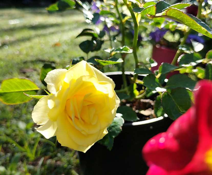 $230-250, Share-house, 2 rooms, Runcorn QLD 4113, Runcorn QLD 4113