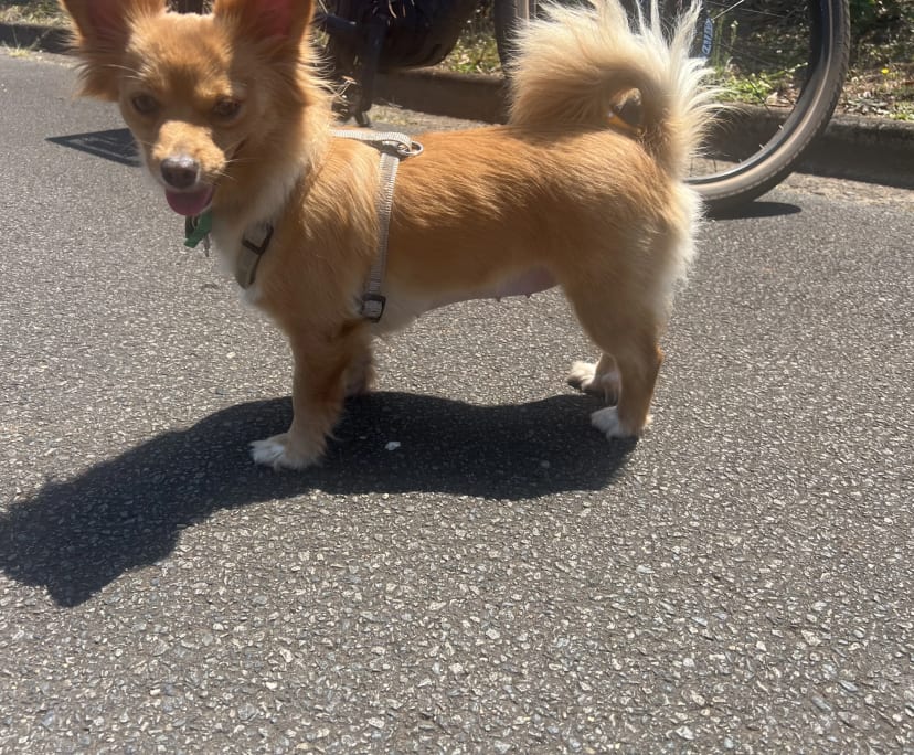 $250, Share-house, 4 bathrooms, Trinity Beach QLD 4879