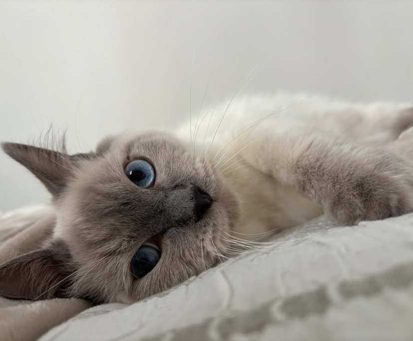 $650, Flatshare, 1 bathroom, Maroubra NSW 2035