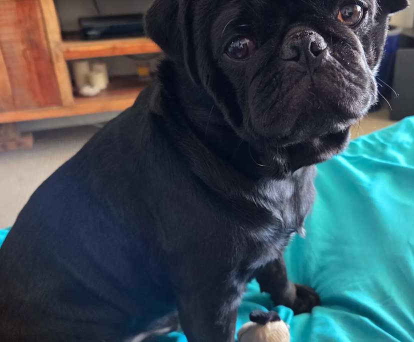 $500, Flatshare, 2 bathrooms, Fortitude Valley QLD 4006