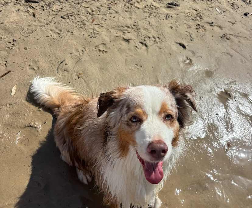 $350, Share-house, 3 bathrooms, Mermaid Beach QLD 4218