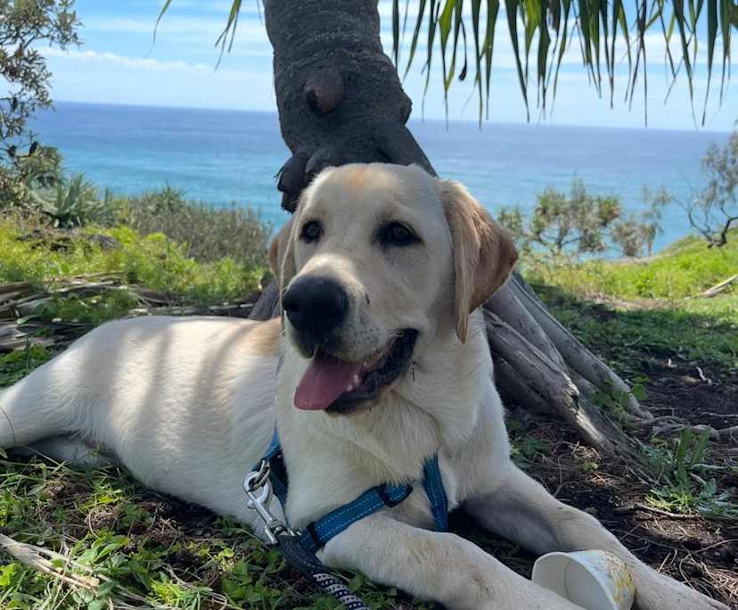 $250, Share-house, 3 bathrooms, Eight Mile Plains QLD 4113