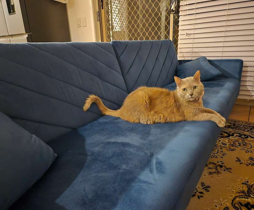 $300, Share-house, 4 bathrooms, Bracken Ridge QLD 4017