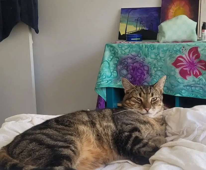 $400, Flatshare, 2 bathrooms, Cronulla NSW 2230