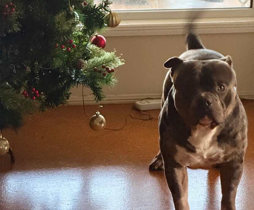 $280, Homestay, 4 bathrooms, Middle Ridge QLD 4350